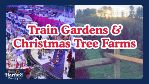 Tree Rat Train Tree Ride Train Ride Trains and Trees | Let's Rallie